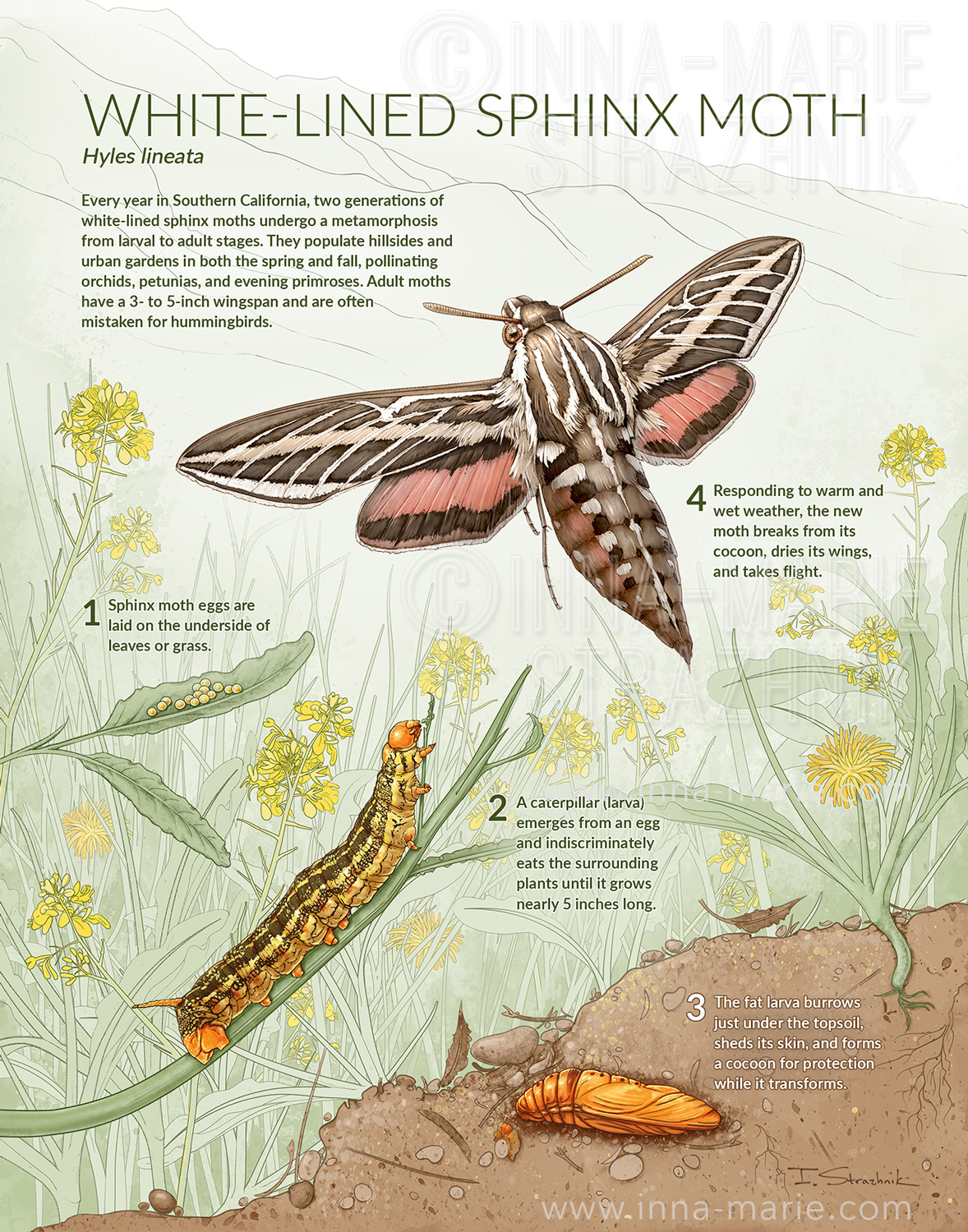 Cover Art: Nature Journal  Inna-Marie Strazhnik Illustration
