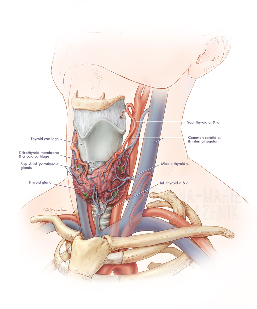Артерии щитовидной железы. Щитовидная железа гортанный нерв. Нервы щитовидной железы анатомия. Иннервация щитовидной железы. Анатомия шеи иннервация щитовидной железы.