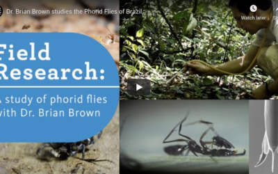 Video: Phorid Flies of Brazil